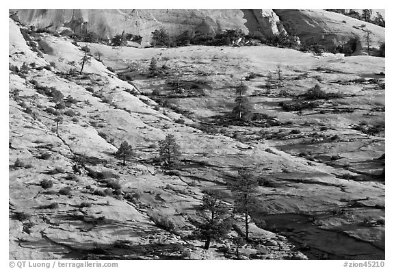 Trees growing out of sandstone slabs, Zion Plateau. Zion National Park (black and white)