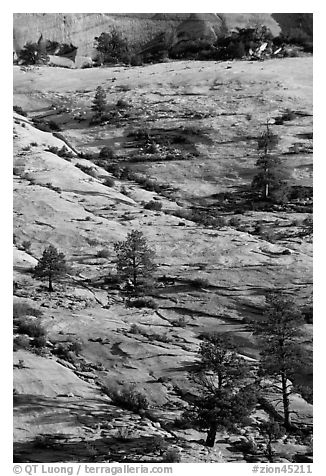Pine trees and sandstone slabs, Zion Plateau. Zion National Park (black and white)