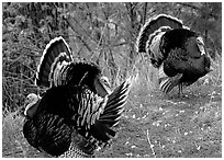 Wild Turkeys. Zion National Park, Utah, USA. (black and white)