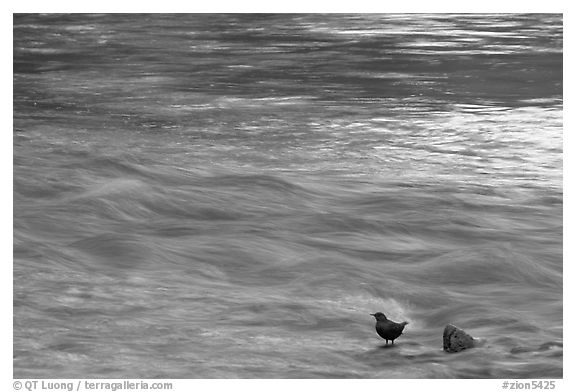 Bird, water flowing, reflections from cliffs. Zion National Park (black and white)