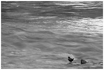 Bird, water flowing, reflections from cliffs. Zion National Park ( black and white)