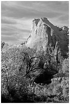 Trees in autumn foliage and Court of the Patriarchs, mid-day. Zion National Park ( black and white)