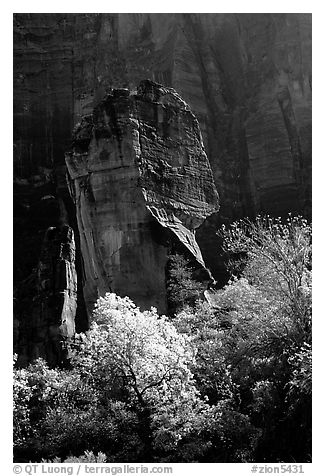 The Pulpit, temple of Sinawava, late morning. Zion National Park (black and white)