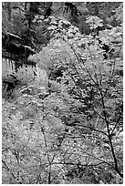 Cliff, waterfall, and trees in fall foliage, near the first Emerald Pool. Zion National Park, Utah, USA. (black and white)