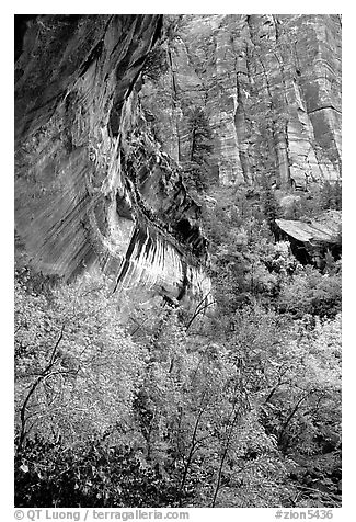 Rock wall and trees in fall colors, near the first Emerald Pool. Zion National Park (black and white)