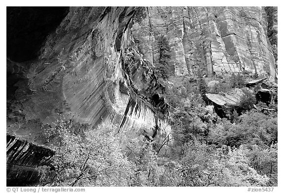 Sandstone cliff and trees in autumn foliage. Zion National Park (black and white)