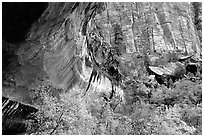Sandstone cliff and trees in autumn foliage. Zion National Park ( black and white)