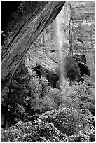 Cliff and waterfall, near  first Emerald Pool. Zion National Park, Utah, USA. (black and white)