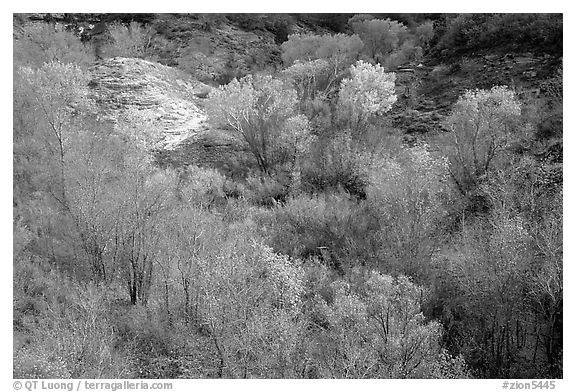 Trees in fall foliage in creek, Finger canyons of the Kolob. Zion National Park (black and white)