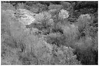 Trees in fall foliage in creek, Finger canyons of the Kolob. Zion National Park ( black and white)