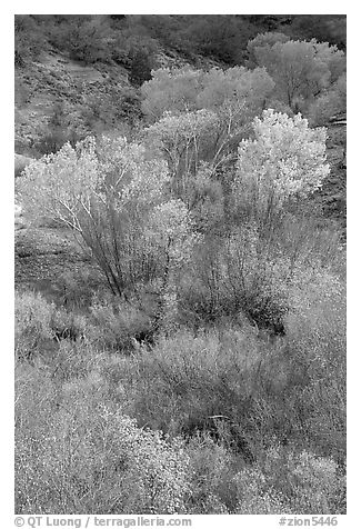 Trees in fall colors in a creek, Finger canyons of the Kolob. Zion National Park (black and white)