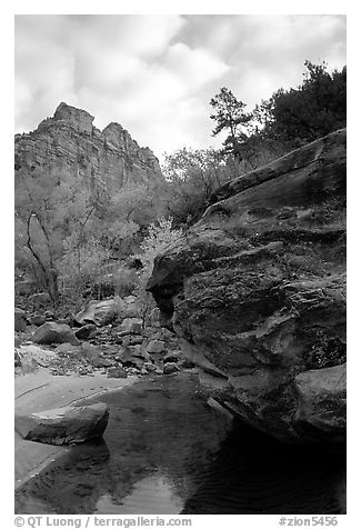 Left Fork of the North Creek. Zion National Park (black and white)