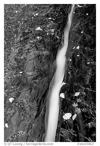 Six inch wide channel where water of Left Fork runs. Zion National Park (black and white)