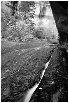 Left Fork of North Creek flowing in six inch wide crack. Zion National Park ( black and white)