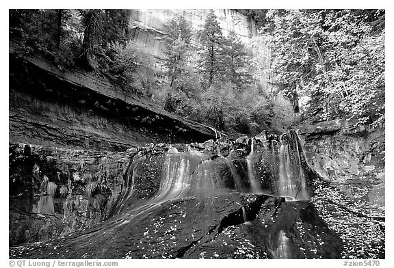 Cascade and tree in autumn foliage, Left Fork of the North Creek. Zion National Park (black and white)
