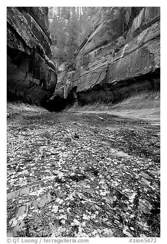 Entrance of the Subway, Left Fork of the North Creek. Zion National Park (black and white)