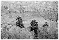Trees and Checkerboard patterns, Mesa area. Zion National Park ( black and white)