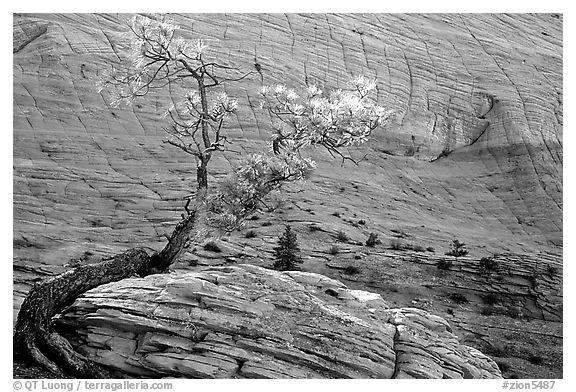 Pine tree and checkerboard patterns, Zion Plateau. Zion National Park (black and white)