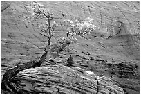 Pine tree and checkerboard patterns, Zion Plateau. Zion National Park, Utah, USA. (black and white)
