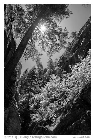 Sun through tree at the mouth of Hidden Canyon. Zion National Park (black and white)