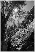 Sun through tree at the mouth of Hidden Canyon. Zion National Park ( black and white)
