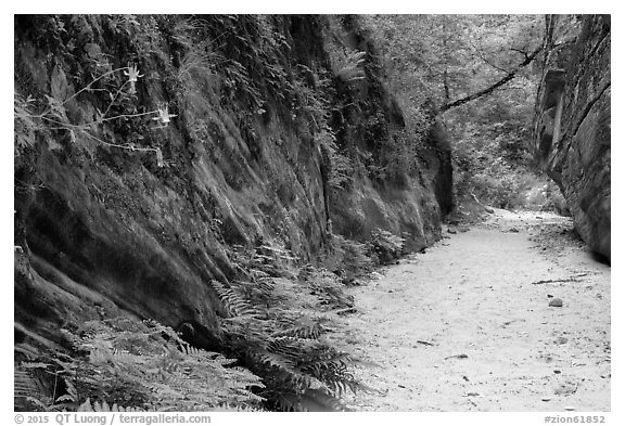 Wash bordered by fern-covered wall, Hidden Canyon. Zion National Park (black and white)