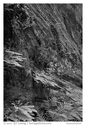 Wall covered with ferns and flowers, Hidden Canyon. Zion National Park (black and white)