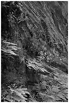 Wall covered with ferns and flowers, Hidden Canyon. Zion National Park ( black and white)