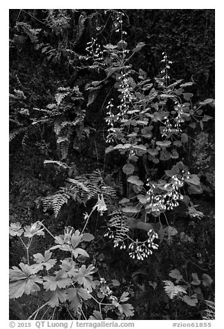 Wildflowers on Hidden Canyon wall. Zion National Park (black and white)
