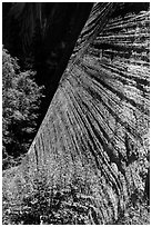 Striated wall, Mystery Canyon. Zion National Park ( black and white)