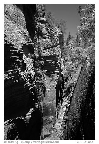 Narrows, Mystery Canyon. Zion National Park (black and white)