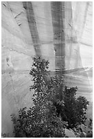 Trees and wall with desert varnish, Mystery Canyon. Zion National Park ( black and white)