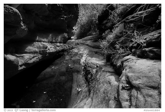 Frog and stream, Mystery Canyon. Zion National Park (black and white)