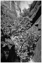 Young tree with green leaves in Mystery Canyon. Zion National Park ( black and white)