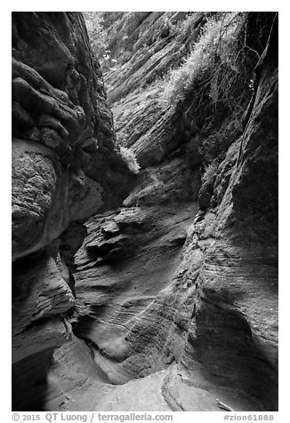 Slot canyon and vegetation, Mystery Canyon. Zion National Park (black and white)