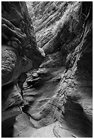 Slot canyon and vegetation, Mystery Canyon. Zion National Park ( black and white)