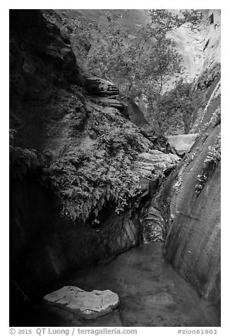 Stream, ferns, and canyon walls, Mystery Canyon. Zion National Park (black and white)