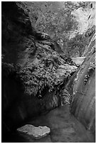 Stream, ferns, and canyon walls, Mystery Canyon. Zion National Park ( black and white)
