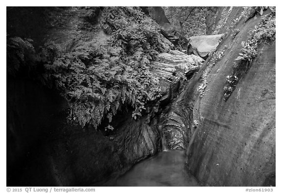 Ferns and stream, Mystery Canyon. Zion National Park (black and white)