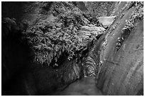 Ferns and stream, Mystery Canyon. Zion National Park ( black and white)
