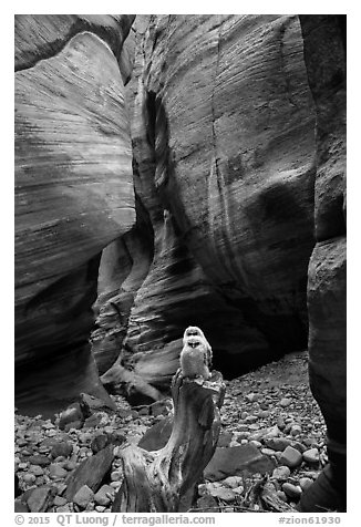 Juvenile owls on tree log, Pine Creek Canyon. Zion National Park (black and white)