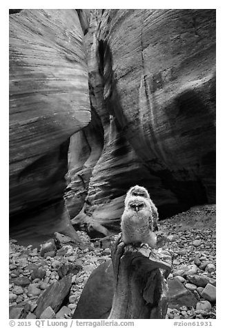Juvenile owls in sculpted canyon chamber, Pine Creek Canyon. Zion National Park (black and white)