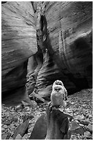 Juvenile owls in sculpted canyon chamber, Pine Creek Canyon. Zion National Park ( black and white)