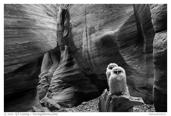 Two juvenile owls in sculpted chamber, Pine Creek Canyon. Zion National Park (black and white)