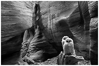Two juvenile owls in sculpted chamber, Pine Creek Canyon. Zion National Park ( black and white)