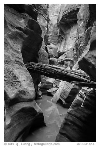 Stuck log in flooded canyon, Pine Creek Canyon. Zion National Park (black and white)
