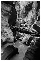 Stuck log in flooded canyon, Pine Creek Canyon. Zion National Park ( black and white)