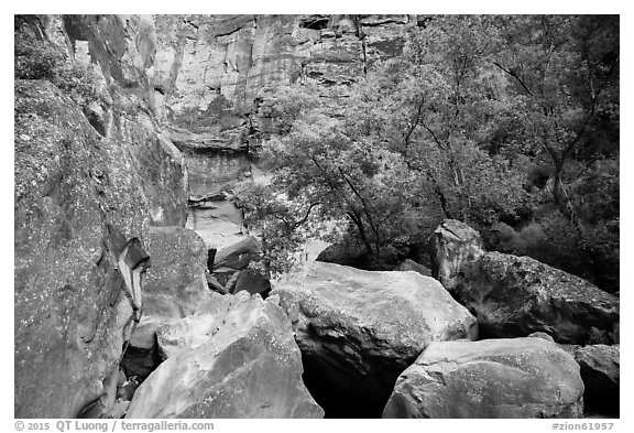 Huge boulders and trees, Pine Creek Canyon. Zion National Park (black and white)