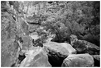 Huge boulders and trees, Pine Creek Canyon. Zion National Park ( black and white)