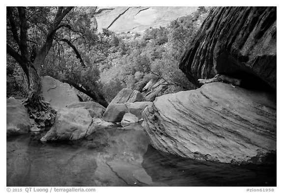 Pool, bouders, and trees, Pine Creek Canyon. Zion National Park (black and white)